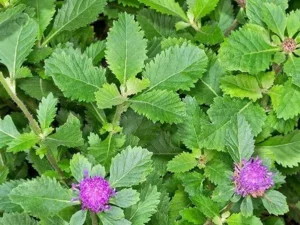 Kesavardhini Plant