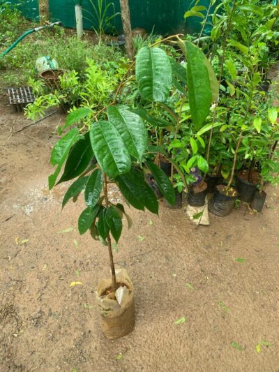 Durian Fruit Plant - துரியன் பழம் மரக்கன்று - டுரியான்