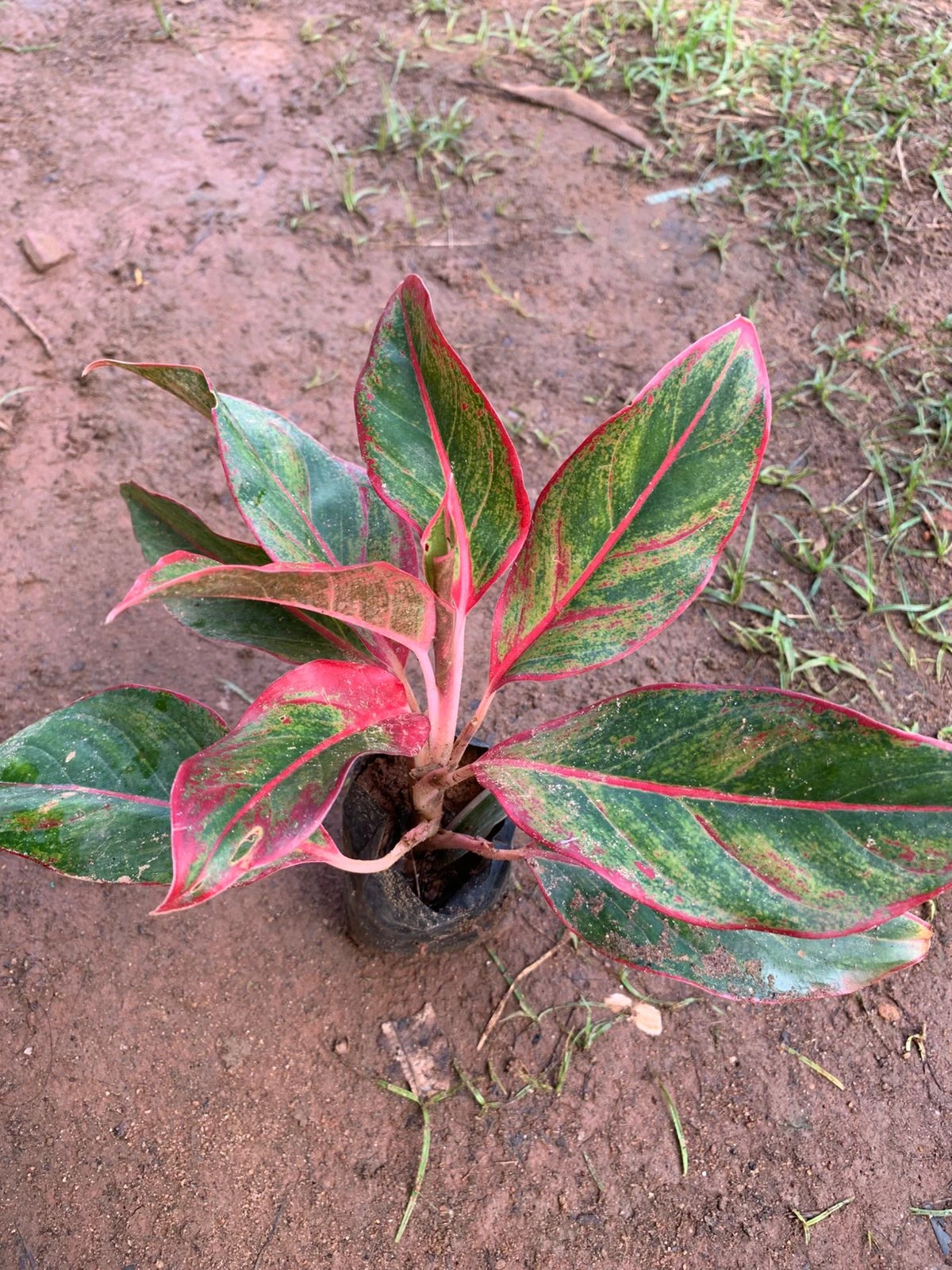 Aglaonema Red Lipstick Plant