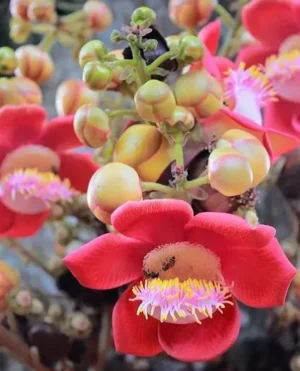 Cannonball Tree