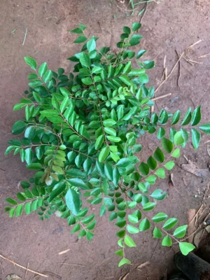 Curry Leaves Live Plant