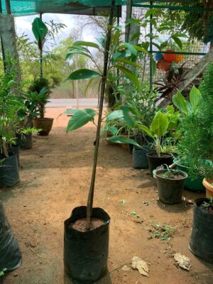 Durian Fruit Plant