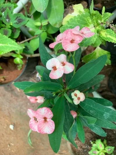 Euphorbia - Baby Pink