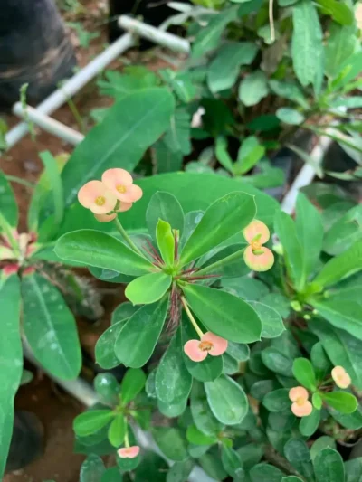 Euphorbia - Orange