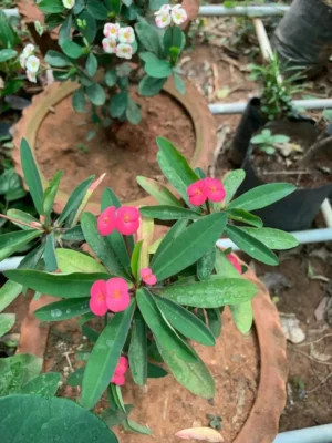 Euphorbia - Pink