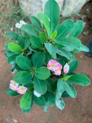 Euphorbia - Pink & White