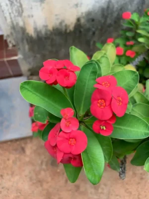 Euphorbia Red Plant