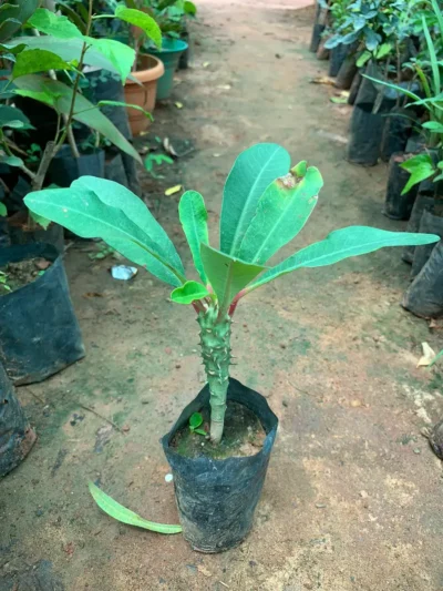 Euphorbia laurifolia Plant