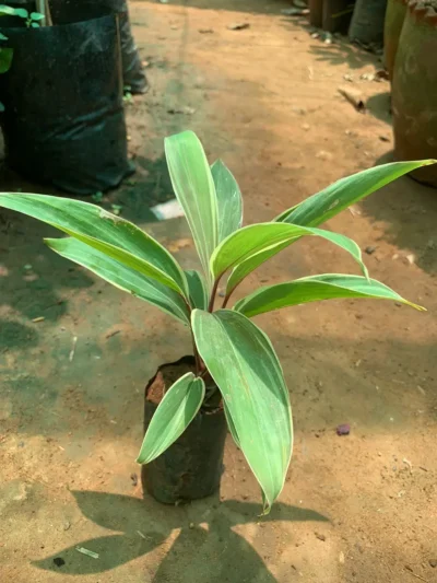 Green Dracaena Marginata Plant