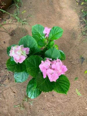 Hydrangea Flowering Plant