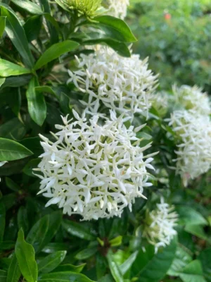 Ixora White Dwarf