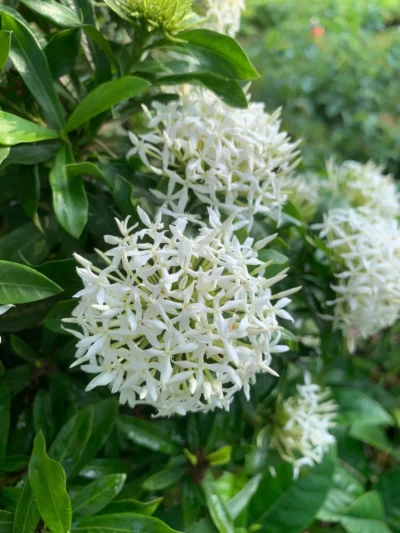 Ixora White Dwarf