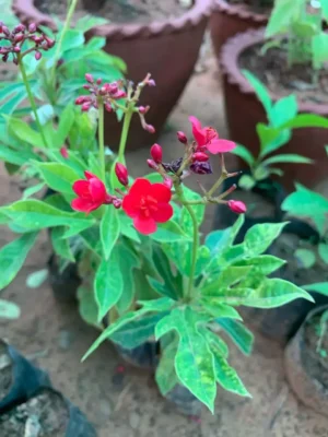 Jatrpha Flowering Plants