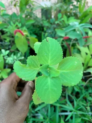 Karpuravalli Plant