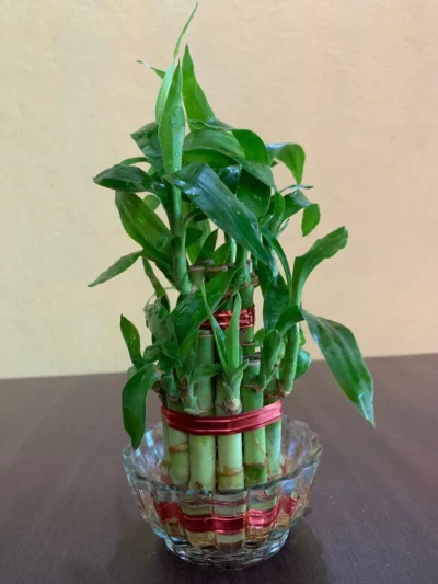 Lucky Bamboo