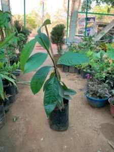 Mangosteen Plant for Sale