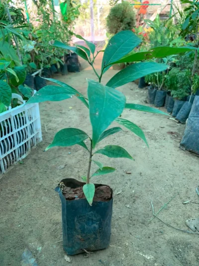 Manoranjitham Plant