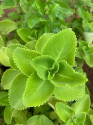 Mexican Mint