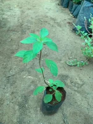 Mint Tulsi Plant