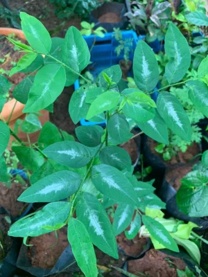 Multigreen Plant