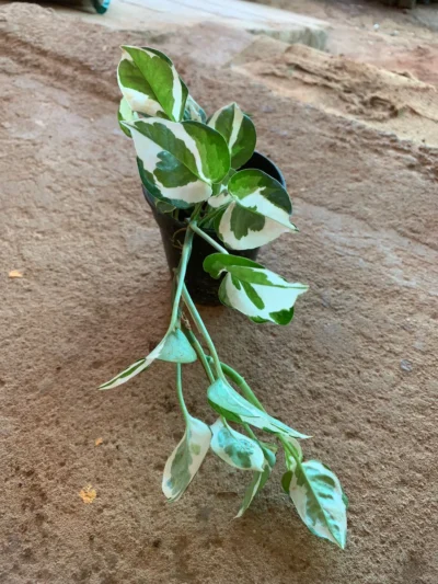 Njoy Money Plant