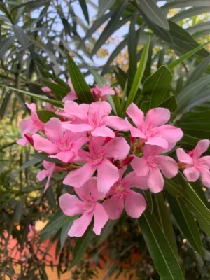 Oleander Pink