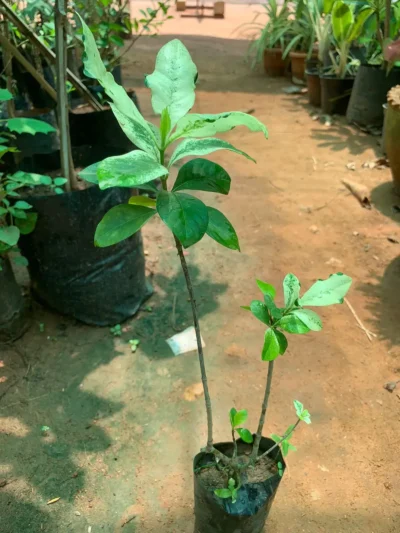 Parijatham Plant Variegated - பாரிஜாதம் செடி - Image 2