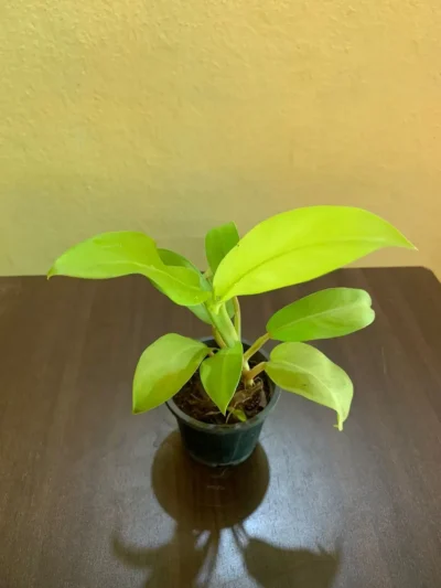 Philodendron Ceylon Golden plant - 4 Inch Pot