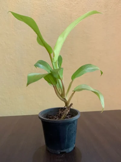 Philodendron Ceylon Golden plant