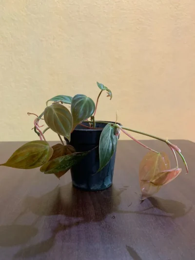 Philodendron Micans - 4 Inch Pot