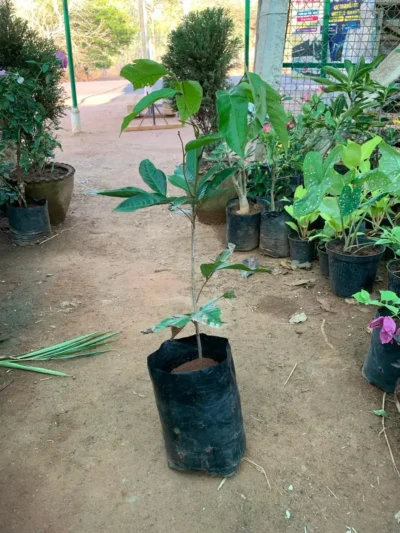 Rambutan Fruit Plant