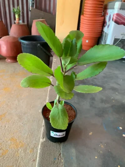 Ranakalli Plant