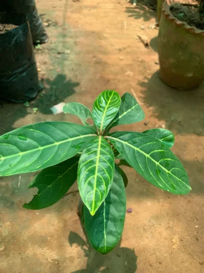 Sanchezia Plant
