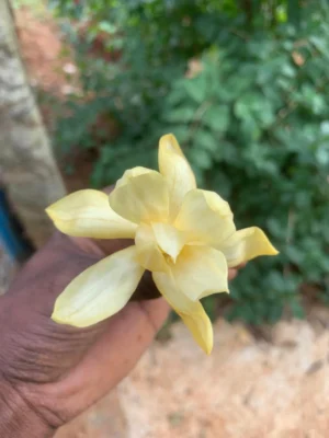 Senbagam Flower