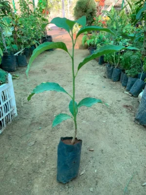 Senbagapoo Plant