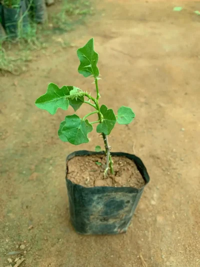 Thuthuvalai Plant