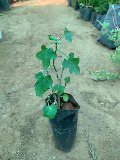 Thuthuvalai Plant
