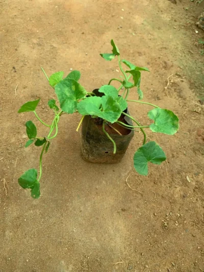 Vallarai Plant