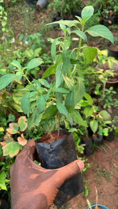 Mint Tulsi - Vicks Tulsi Plant - Holy Basil - விக்ஸ் துளசி செடி