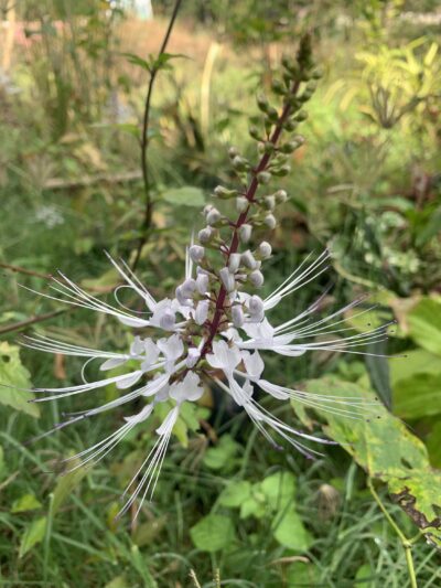 Poonai Meesai - Cat whiskers Plant - பூனை மிசை