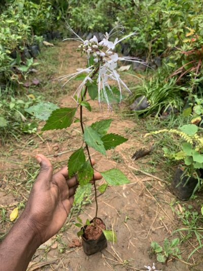 Poonai Meesai - Cat whiskers Plant - பூனை மிசை - Image 2