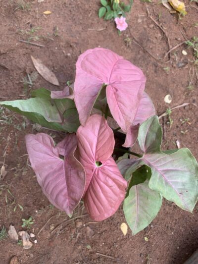 Syngonium Pink - Image 2