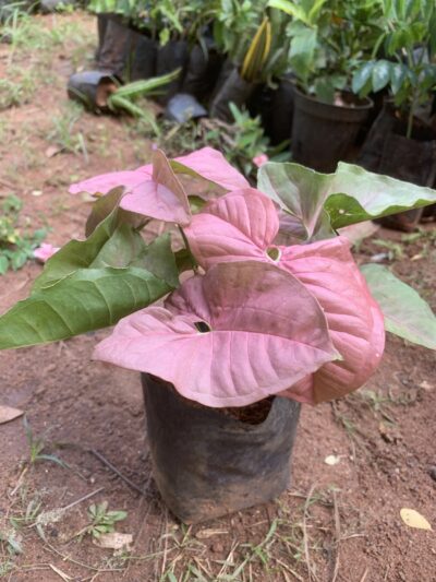 Syngonium Pink