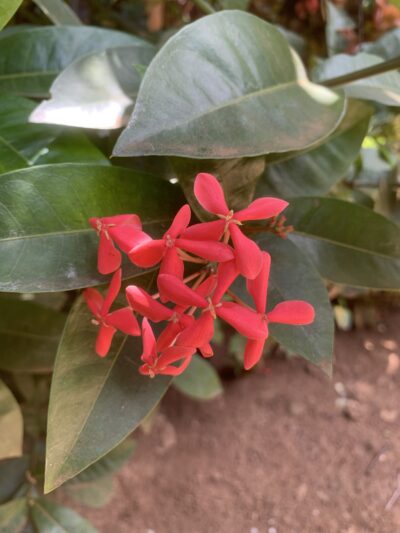 Ixora Pink - All time flowering - Idly Poo Pink - இட்லி பூ ப்ங்