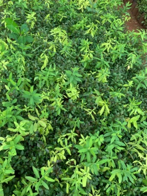 சந்தன மரக்கன்று