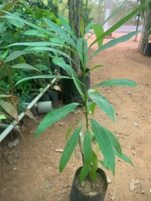 Illuppai Tree Plant