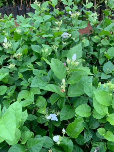 Jasmine Plant