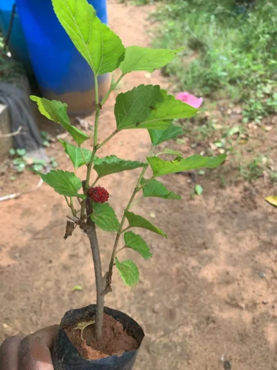 Mulberry Fruit Plant