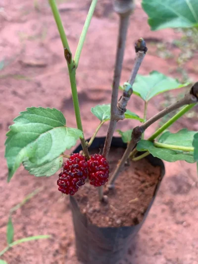 Mulberry Plant