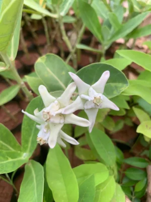 Vellai Erukku Live Plant